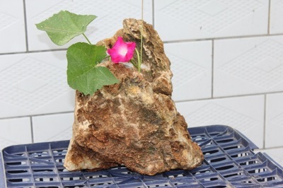 【供應(yīng)天然奇石花盆,可種植多肉,蘭花以及各種盆景】價格,廠家,圖片,石膏、石料工藝品,沙河市華峰石業(yè)-